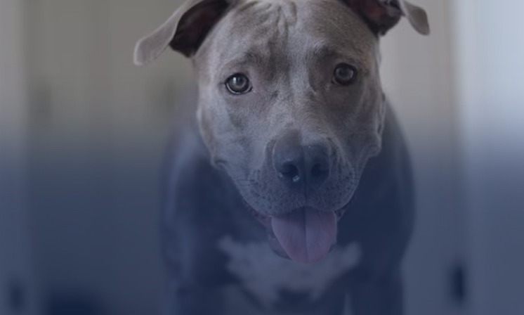 Ветеринарный центр обучения - МЕДВЕТ